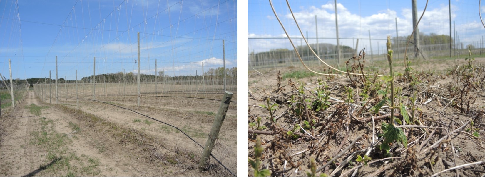 Pruned hops